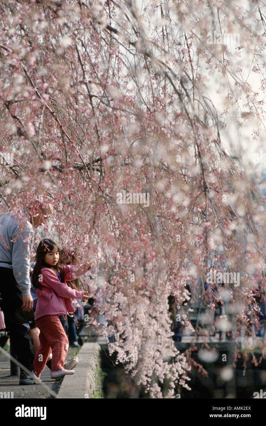 Tokyo Japan Cherry blossom in Ueno park Foto Stock