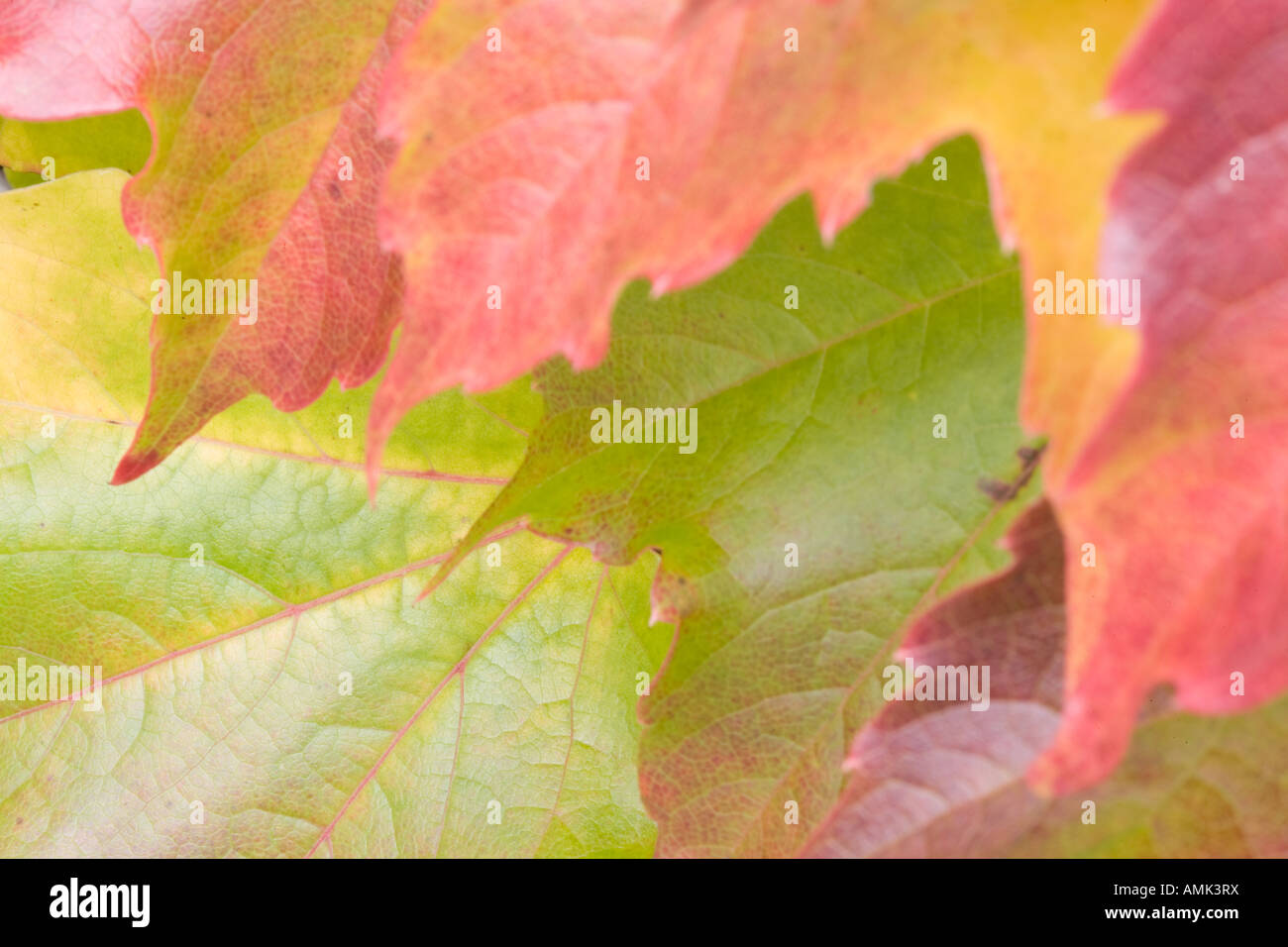 Foglie di autunno closeup. Foto Stock