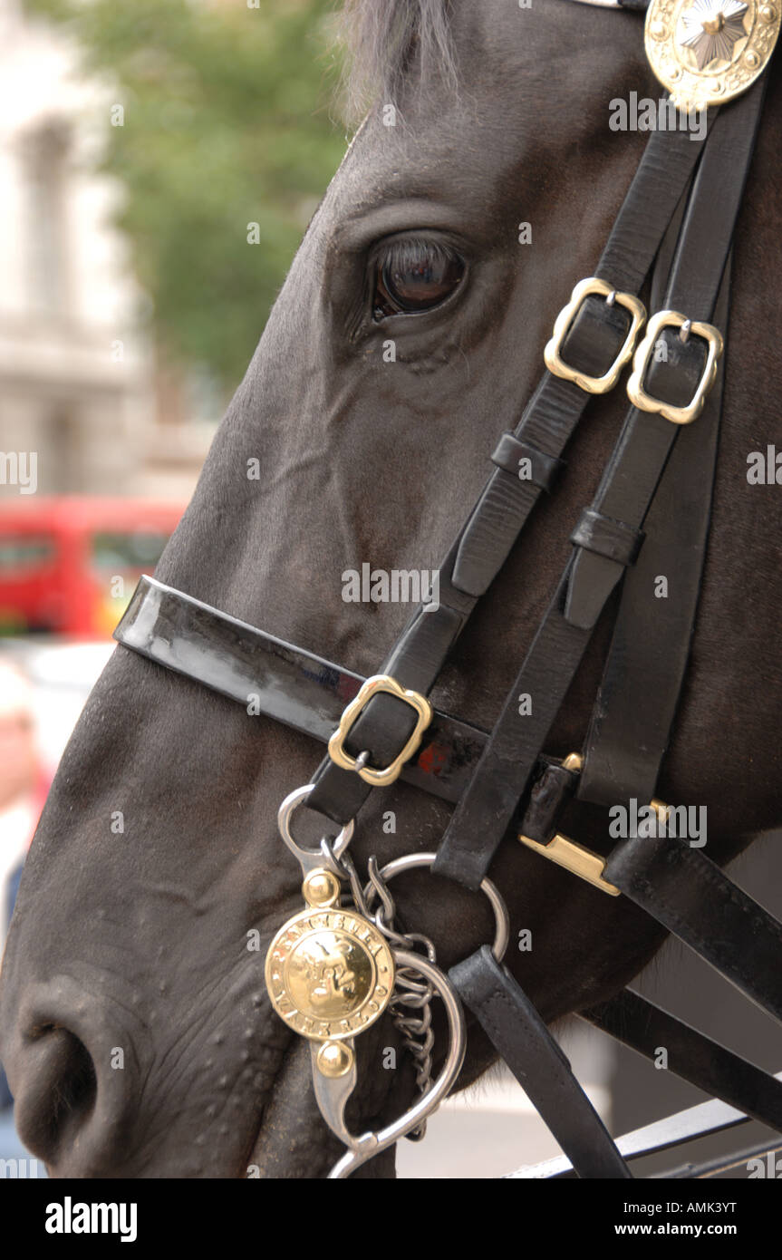 Primo piano di una casa reale cavallo di cavalleria di guardia in Whitehall London REGNO UNITO Foto Stock