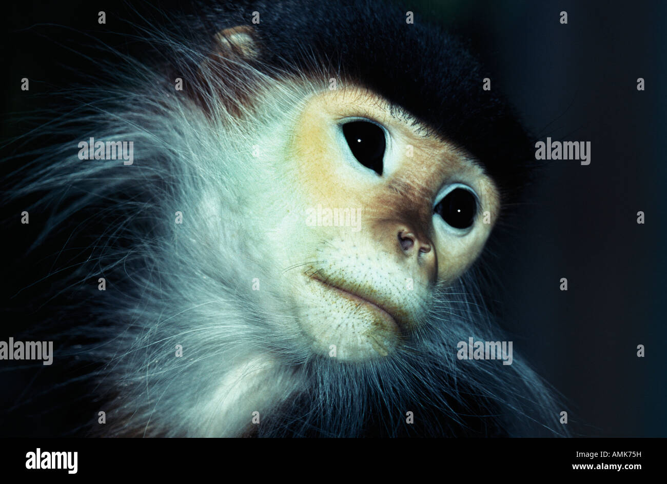 Douc Langur Pygathrix nemaeus ritratto sul ramo in via di estinzione Red shanked Douc Vietnam animali animali Asia arboree sangue asiatica Foto Stock