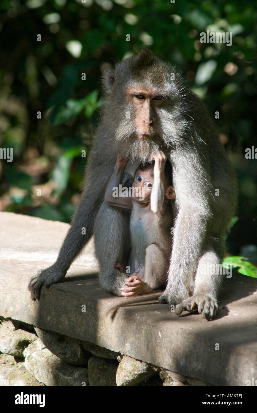 La madre e il Bambino lunga coda di macachi Macaca fascicularis Monkey Forest Ubud Bali Indonesia Foto Stock