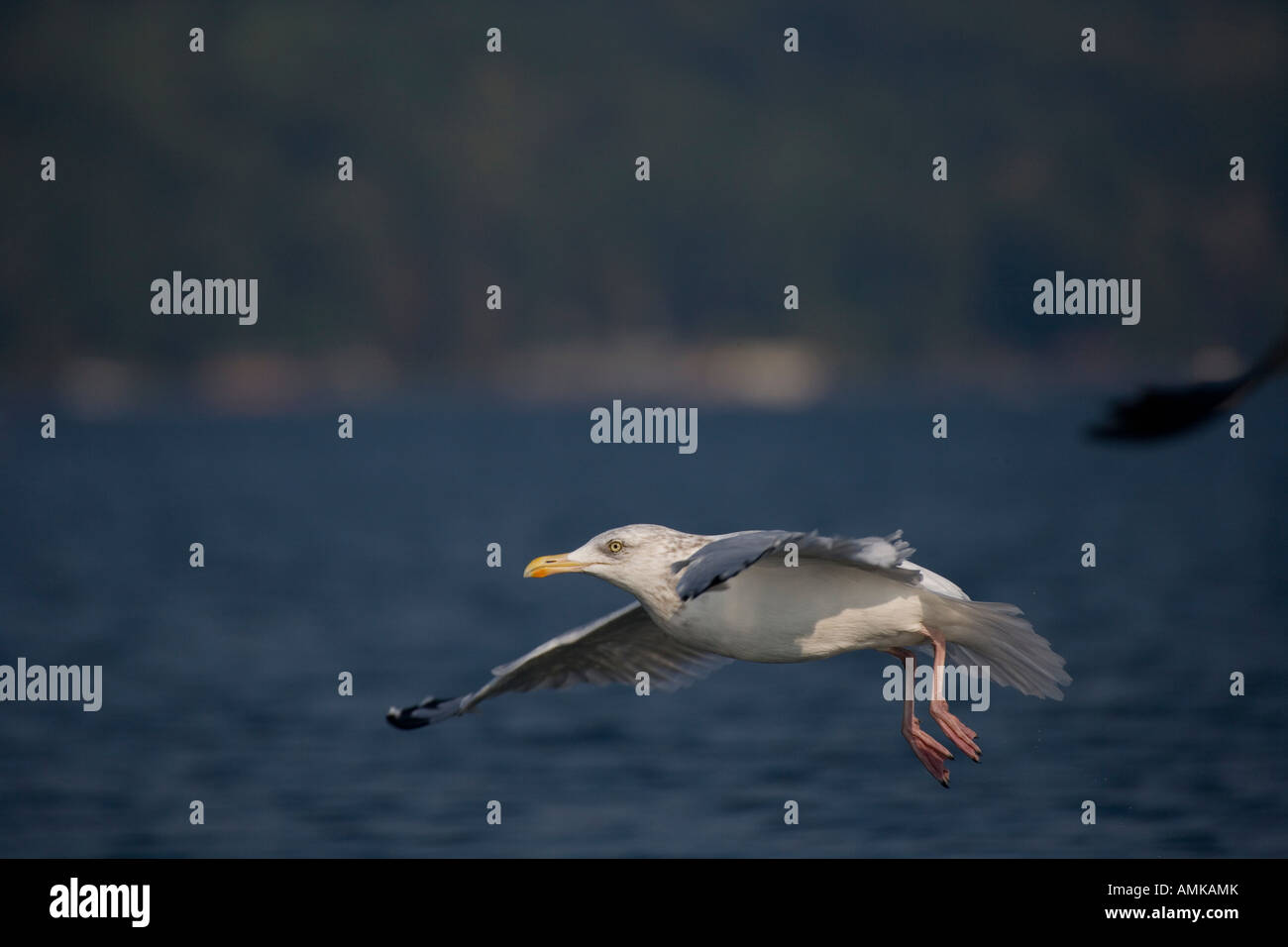 Herring Gull Larus argentatus New York STATI UNITI D'AMERICA adulto volando sul lago con anelli di bande Foto Stock