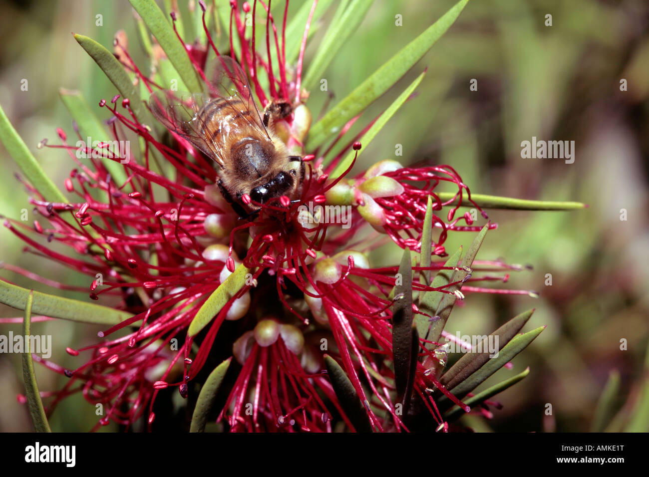 Il miele delle api per raccogliere il polline da Callistemon phoeniceus Foto Stock