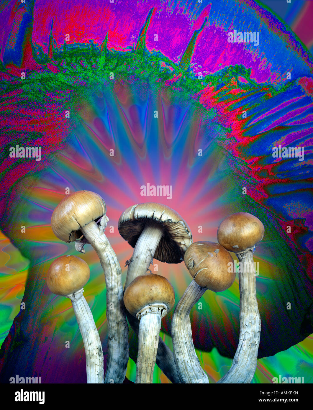 Una fotografia di diversi allucinogeni funghi magici contro un manipolato digitalmente versione ingrandita di un tappo a fungo Foto Stock