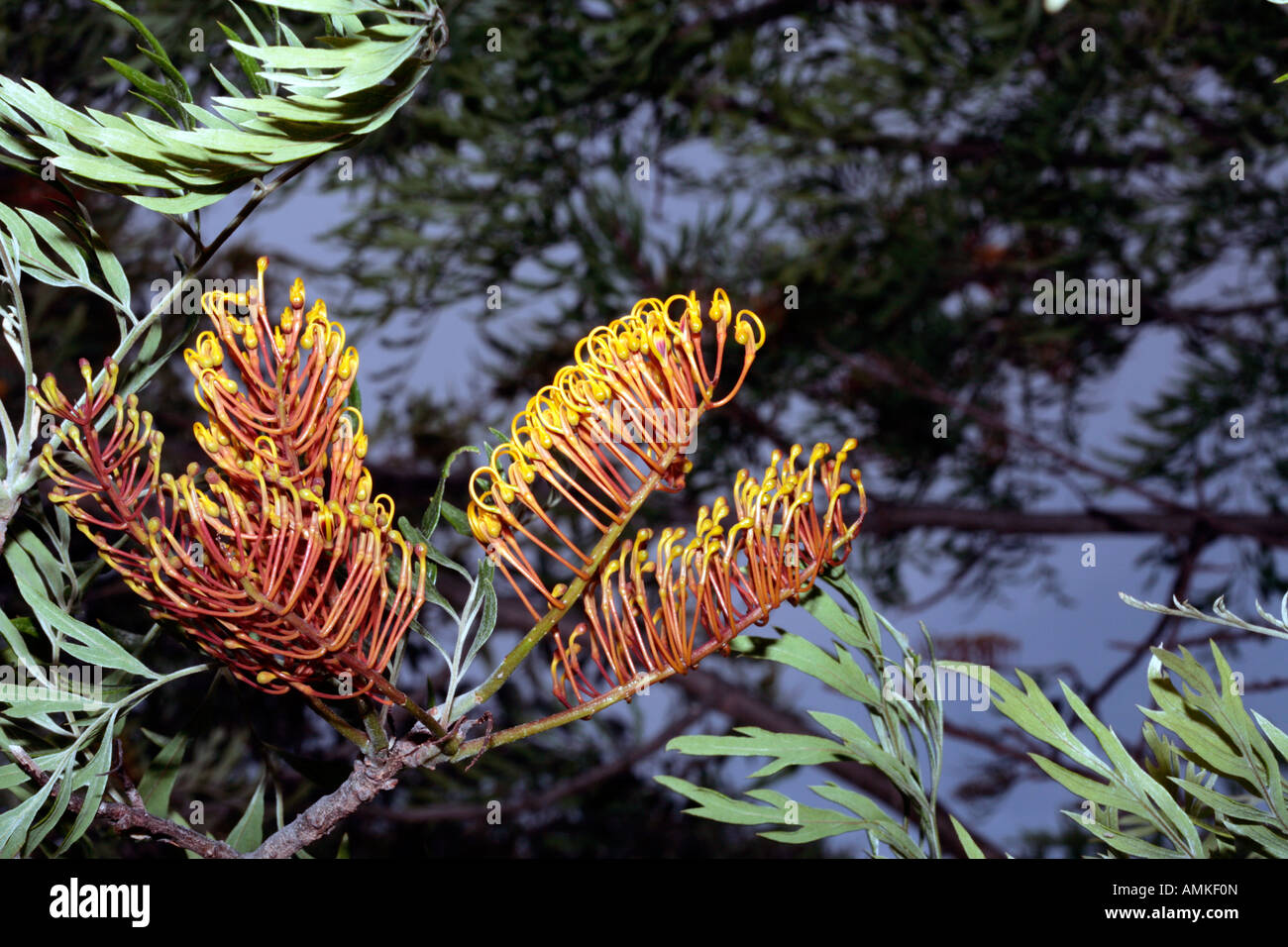 Close-up di Silky Oak/Southern Silky Oak/Australian argento fiore di quercia semplicemente aprendo- Robusta di Grevillea - Famiglia Proteaceae Foto Stock