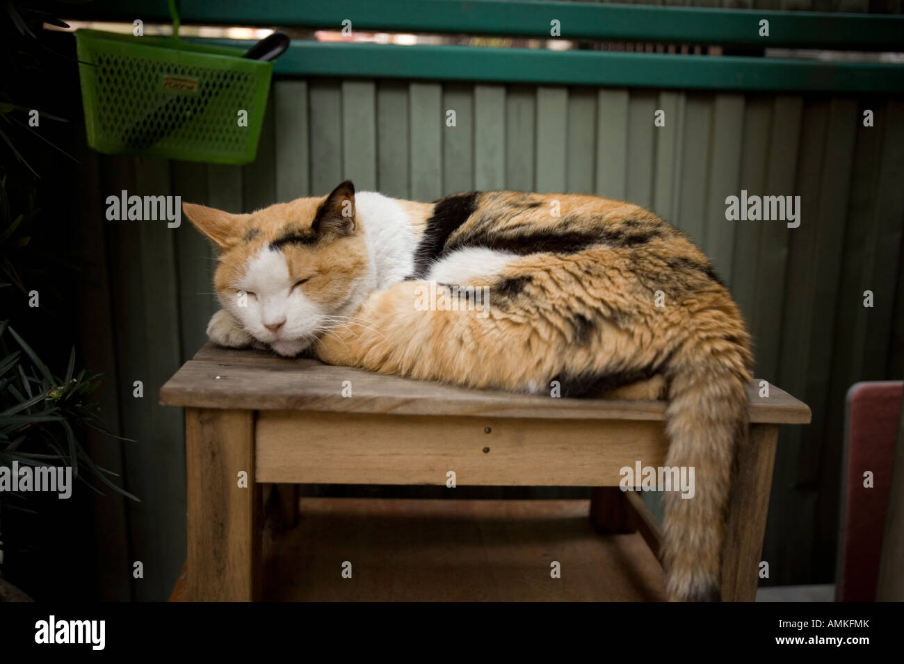 Gatto di sonno Foto Stock