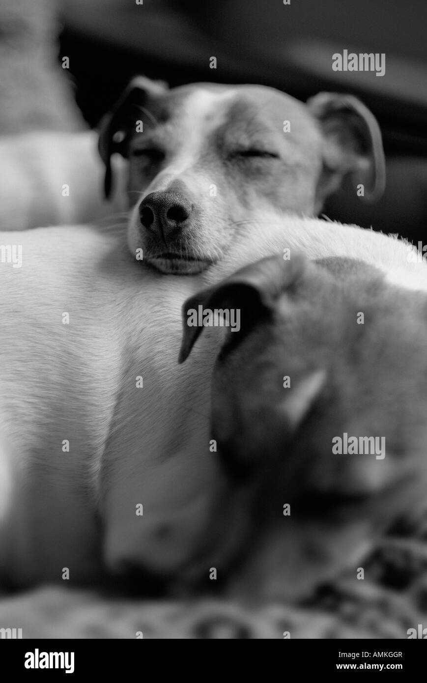 Ritratto di due jack russell cani coccole insieme Foto Stock
