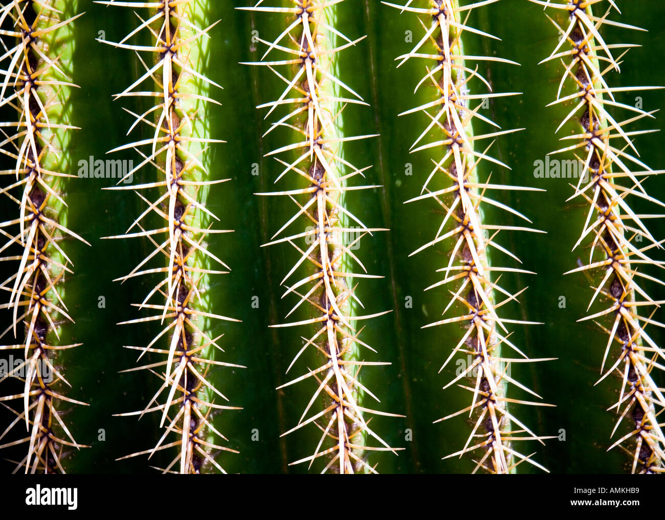Cactus Echinocactus grusonii Parco Palmitos Gran Canaria Foto Stock