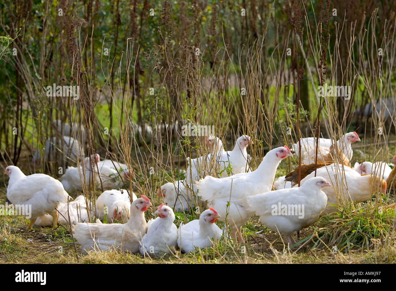 Polli ruspanti di razza Isa 257 girovagano liberamente a Sheepdrove fattoria organica Lambourn Inghilterra Foto Stock