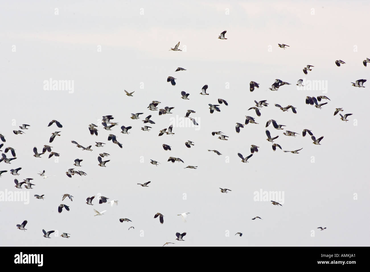 Lapwings migratori Guardabuoi a estuario del Tamigi Influenza aviaria influenza aviaria potrebbe essere portato in Gran Bretagna da uccelli migratori Foto Stock