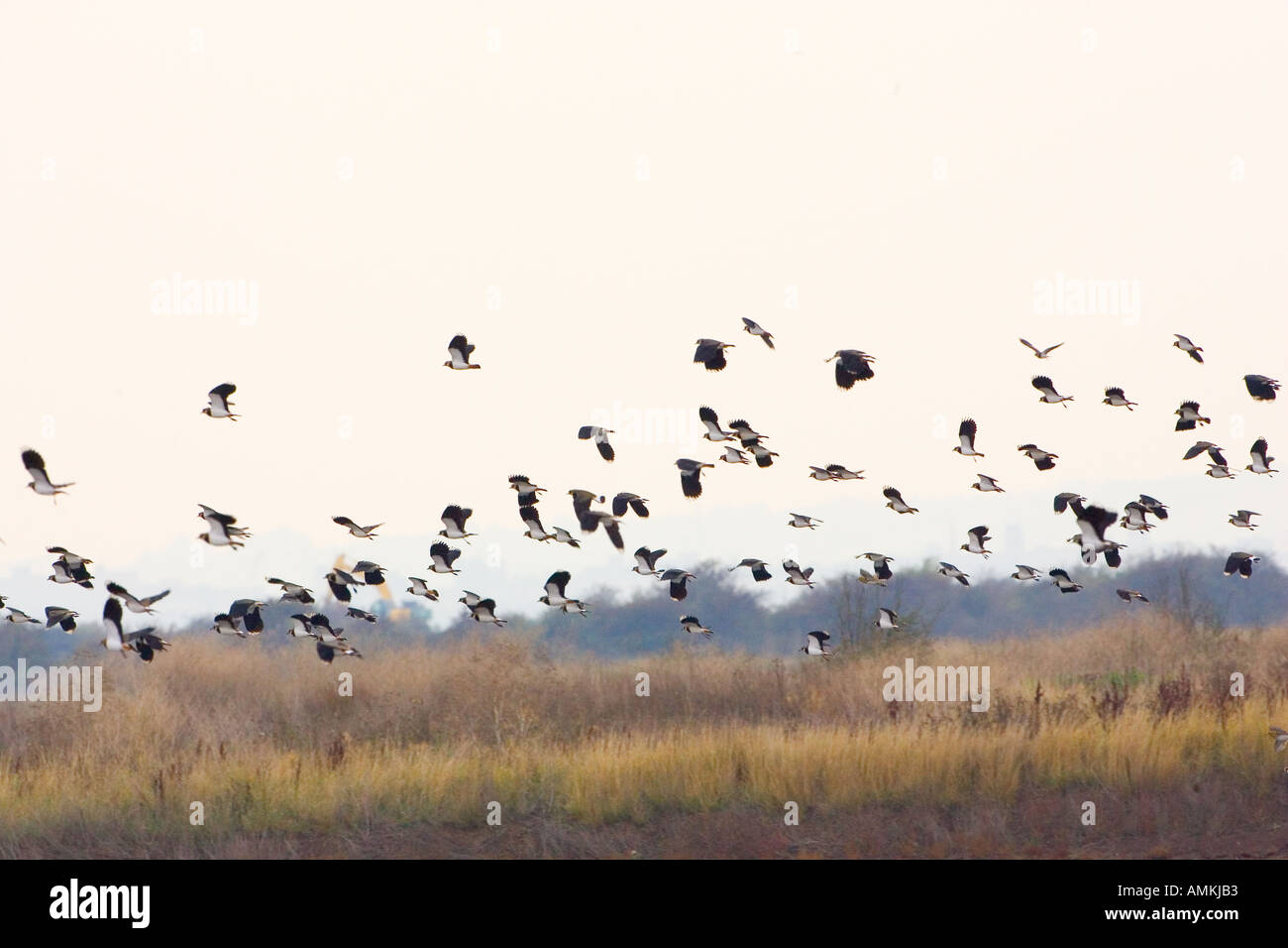 Lapwings migratori a estuario del Tamigi Influenza aviaria influenza aviaria potrebbe essere portato in Gran Bretagna da uccelli migratori Foto Stock