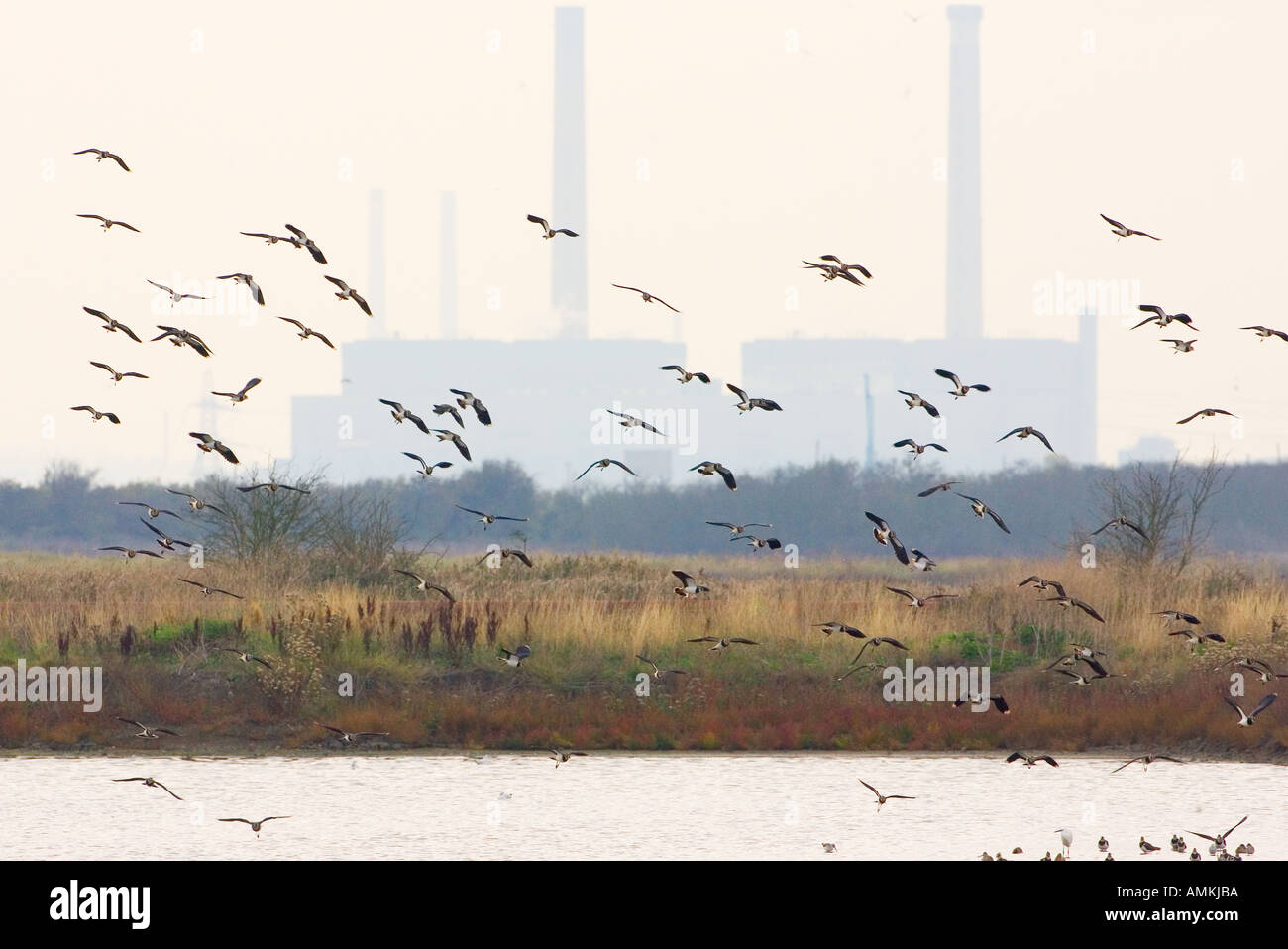 Lapwings migratori a estuario del Tamigi Influenza aviaria influenza aviaria potrebbe essere portato in Gran Bretagna da uccelli migratori Foto Stock