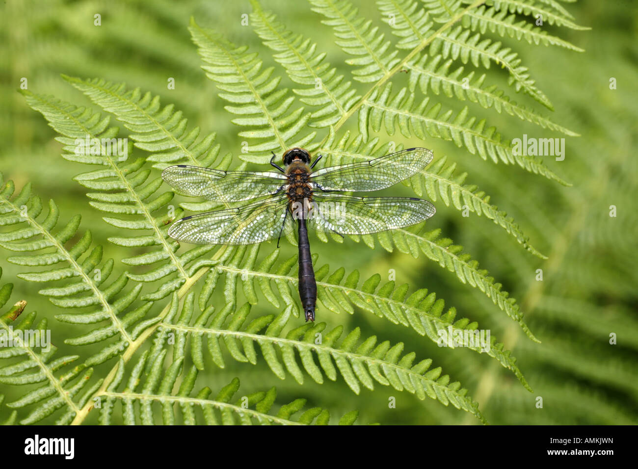 Roverella Libellula Smeraldo Foto Stock