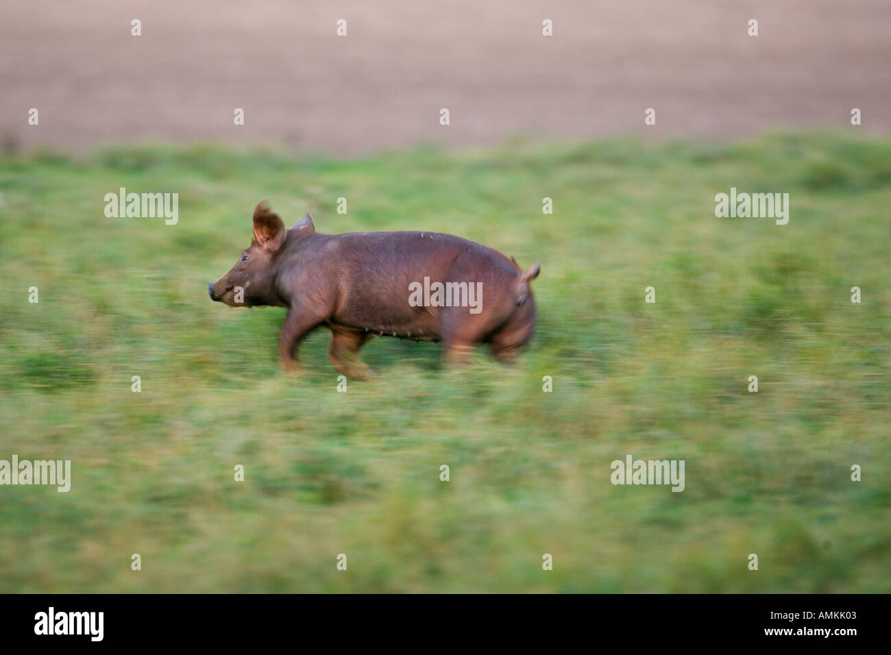 Il roaming di maiale e godersi la vita, Inghilterra Foto Stock