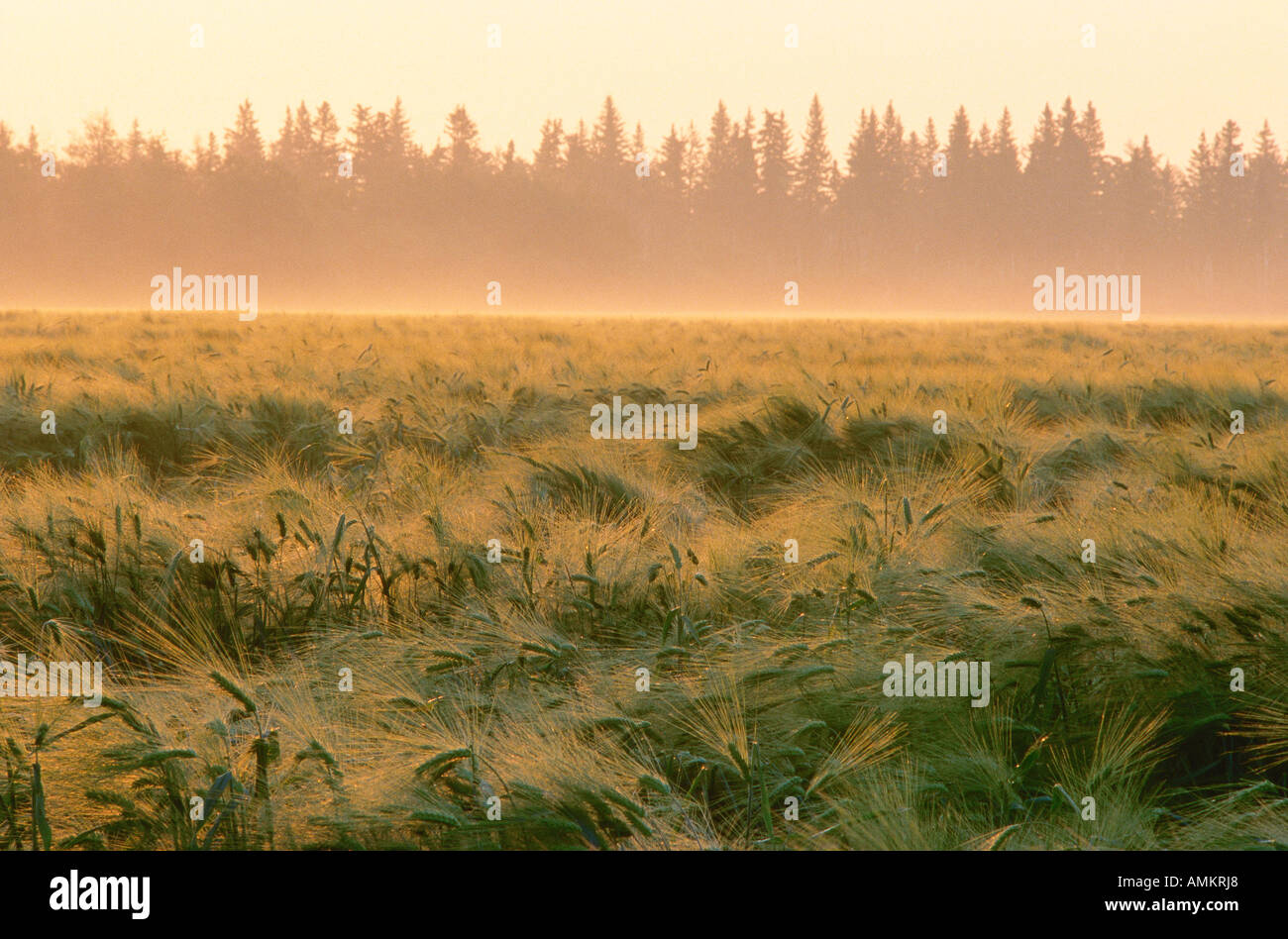 Campo di orzo, Alberta, Canada Foto Stock