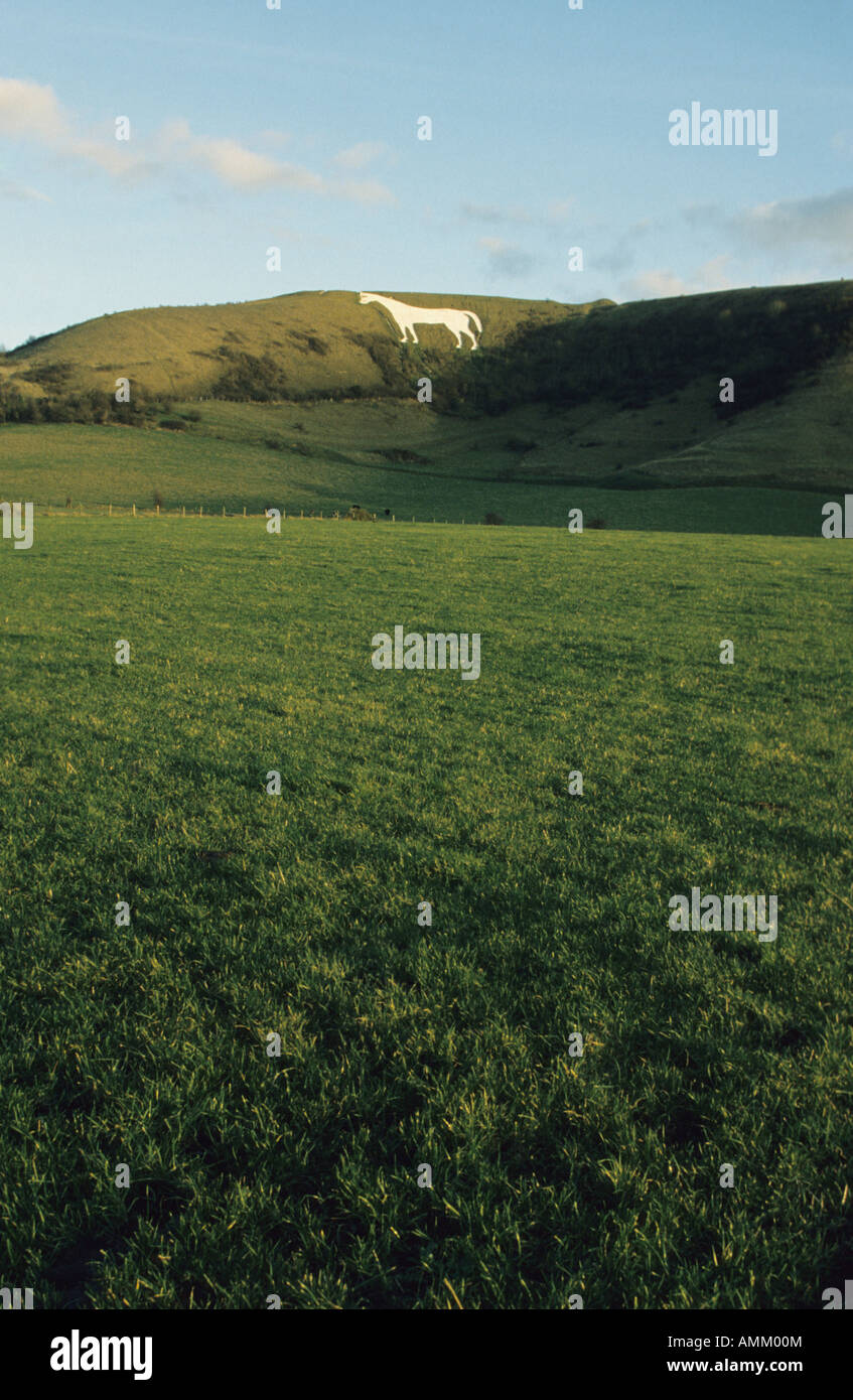 Westbury White Horse, Wiltshire, Regno Unito. Foto Stock