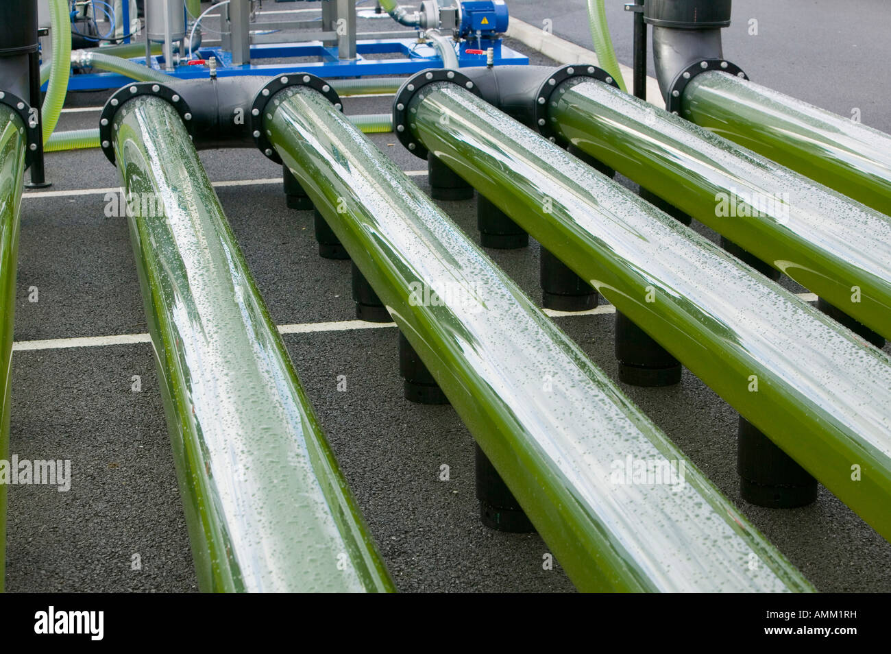 Un AlgaeLink alghe sistema di coltivazione che viene raccolto per rendere l'etanolo e il biodiesel Foto Stock Un AlgaeLink alghe sistema di coltivazione che viene raccolto per rendere l'etanolo e il biodiesel Foto Stock
