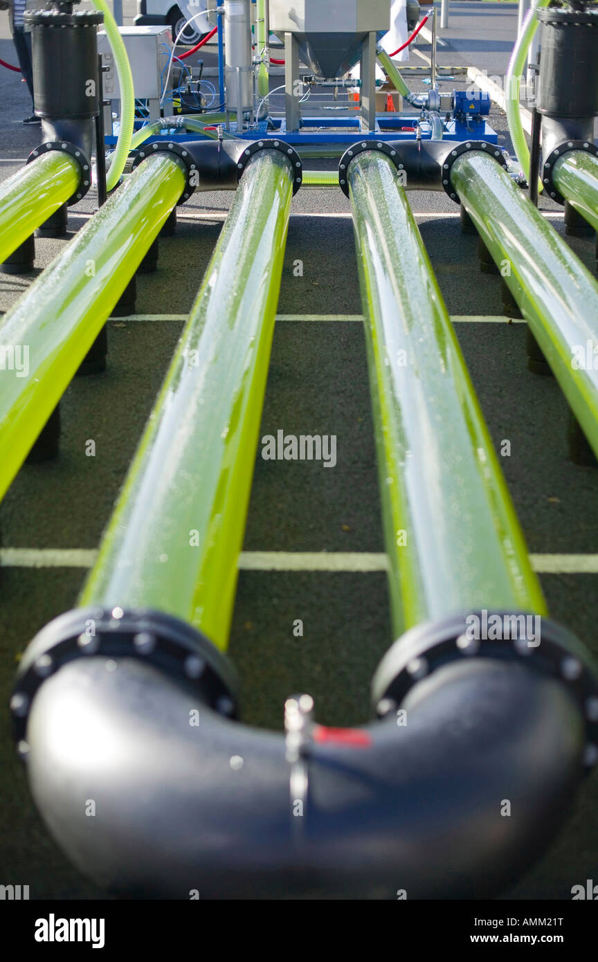 Un AlgaeLink alghe sistema di coltivazione che viene raccolto per rendere l'etanolo e il biodiesel Foto Stock Un AlgaeLink alghe sistema di coltivazione che viene raccolto per rendere l'etanolo e il biodiesel Foto Stock