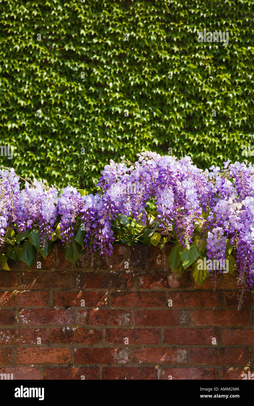 Il Glicine ed edera che cresce su un vecchio rustico parete di mattoni. Giardino inglese. Regno Unito Foto Stock