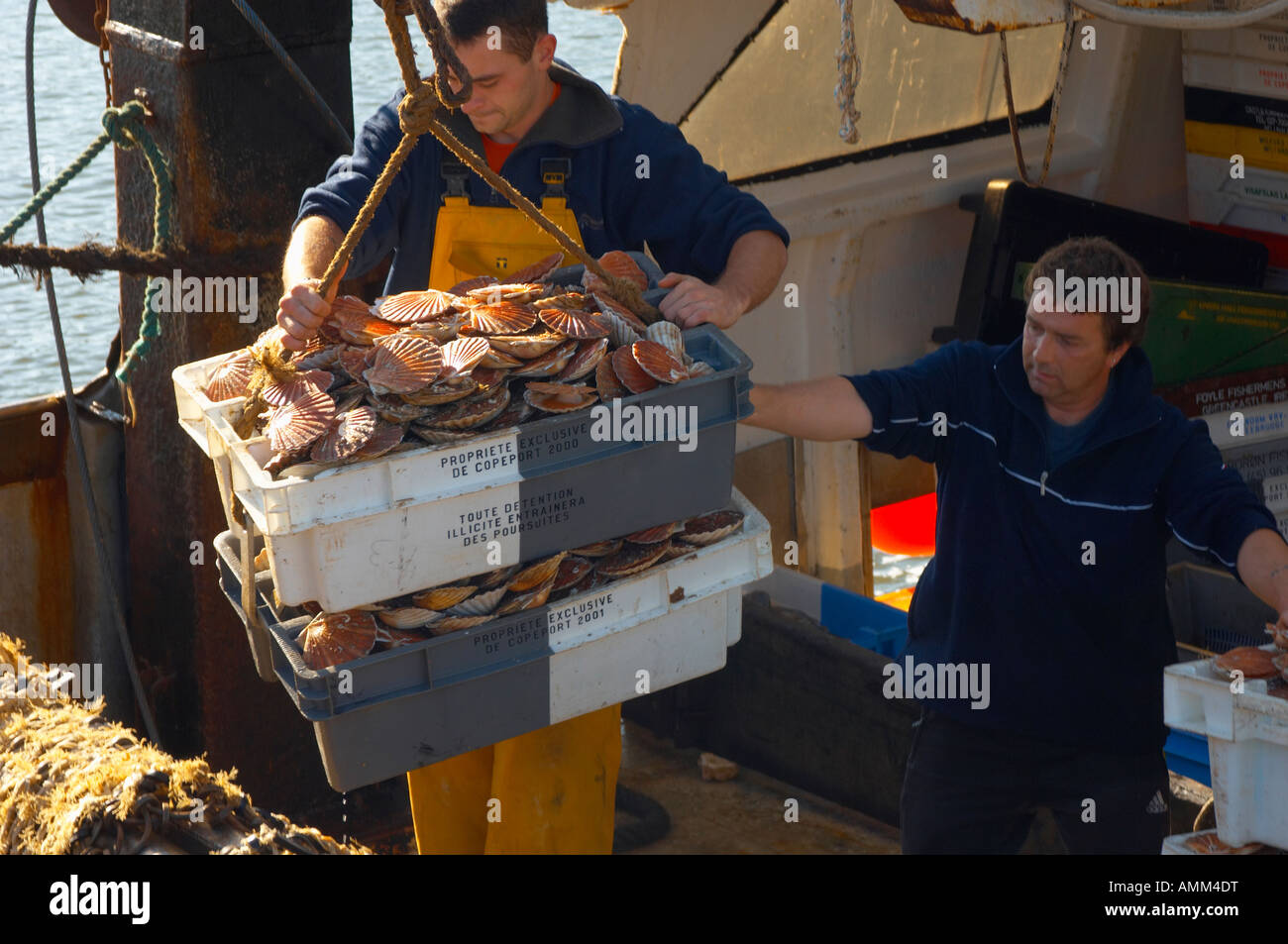 Pescatore sbarco fresco vivo capesante fuori di una barca da pesca Honfleur Francia Foto Stock