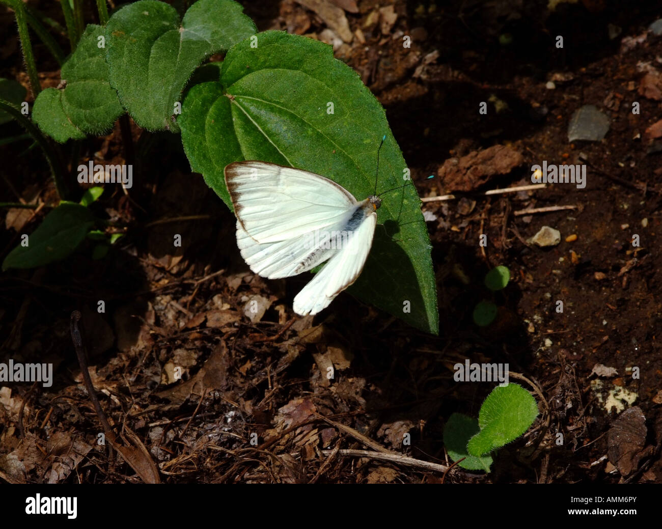 Un comune di Great Southern farfalla bianca su una foglia verde in giardini Hershey Pennsylvania Stati Uniti America STATI UNITI D'AMERICA Foto Stock