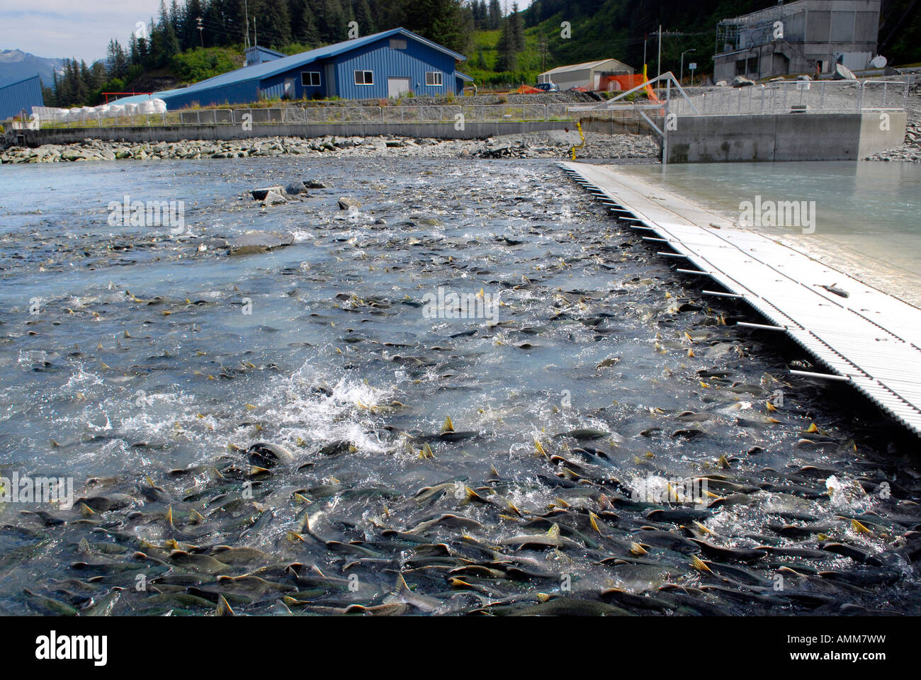 Salmone vicino punto di Allison nel porto di Valdez Alaska AK Stati Uniti U S Foto Stock