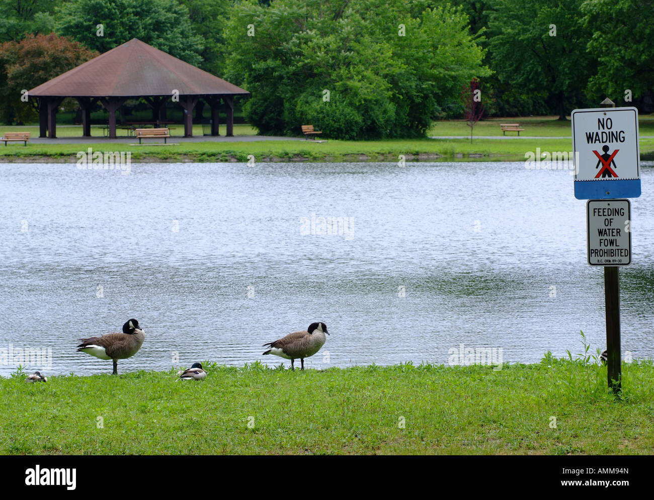 Due le anatre bastarde seduto in erba con Oche del Canada in piedi da nessuna alimentazione di Wildfowl Accedi Saddle River Park Glen Rock NJ Foto Stock