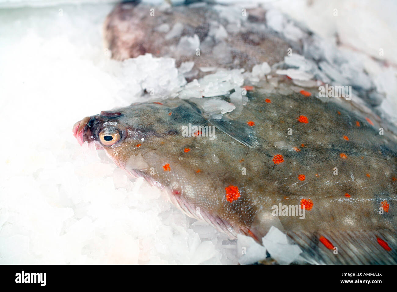 La Passera di mare in vendita presso il mercato di domenica sul Boulevard Richard Lenoir a Bastille, Parigi Foto Stock