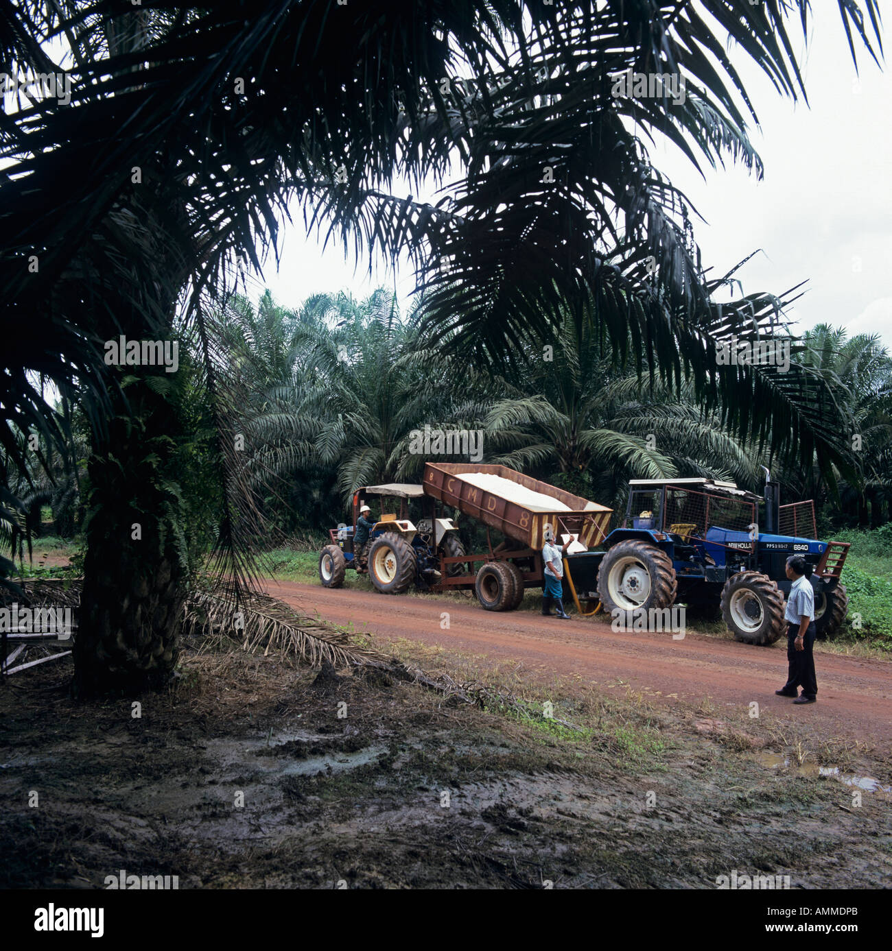 Preparazione per la diffusione concimi a base di nitrato di ammonio in un olio di palma alla Piantagione di Frutta, Malaysia Foto Stock