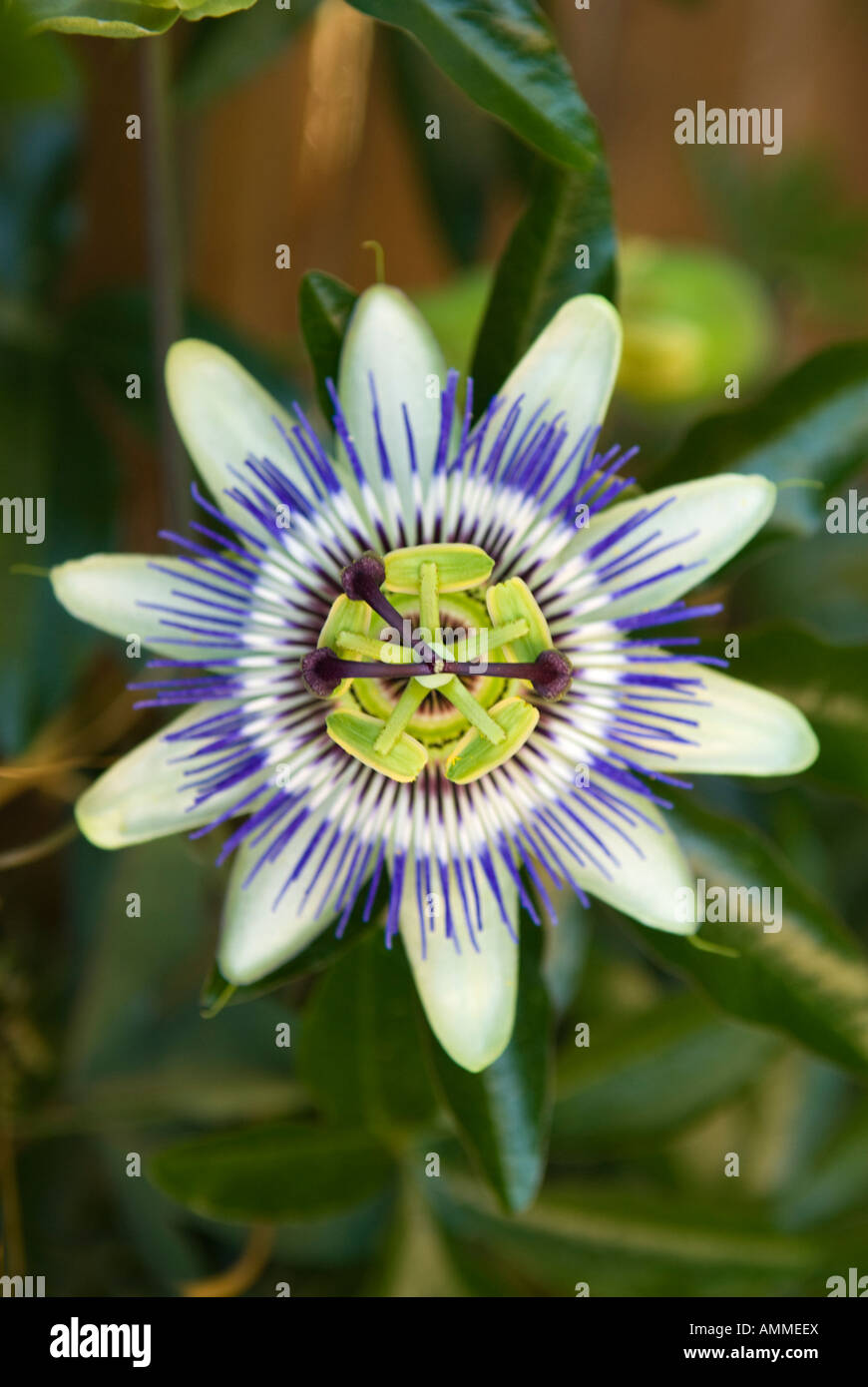 Blue o comuni o fiore della passione Passiflora Caerulea, il blu di passiflora è nativo di Brasile e Argentina In Sud America Foto Stock