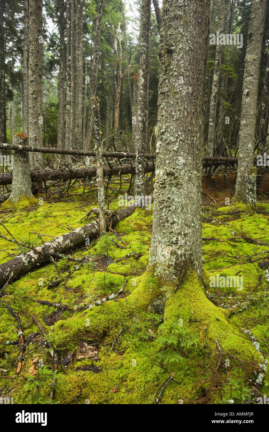 Caduto il decadimento dei registri nella foresta di muschio pavimento in questa antica foresta di abeti rossi su Isle Au Haut nel Maine s Parco Nazionale di Acadia Duck Har Foto Stock