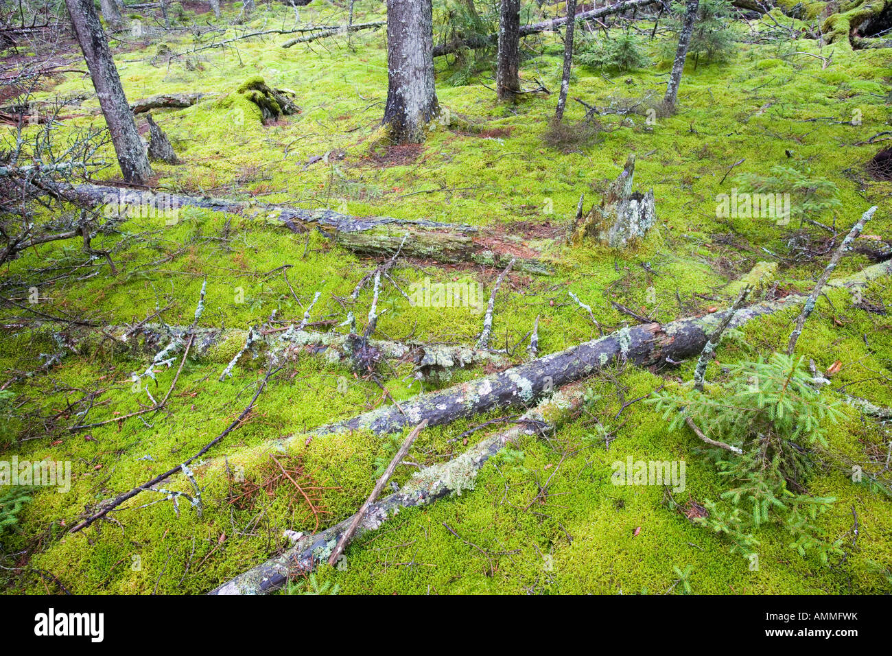 Caduto il decadimento dei registri nella foresta di muschio pavimento in questa antica foresta di abeti rossi su Isle Au Haut nel Maine s Parco Nazionale di Acadia Duck Har Foto Stock