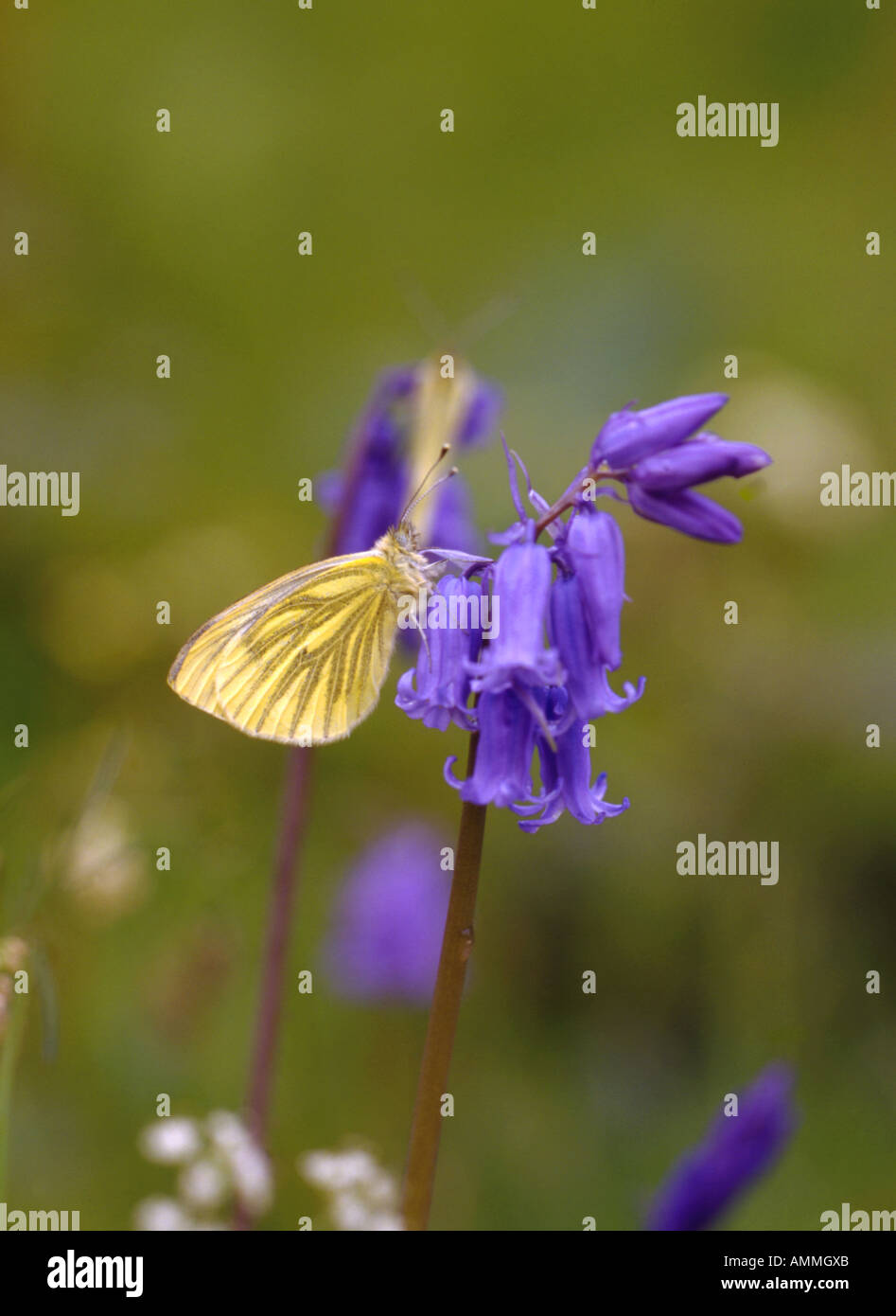 Verde bianco venato femmina sul riposo Bluebells fine Maggio Kintyre Scozia Scotland Foto Stock