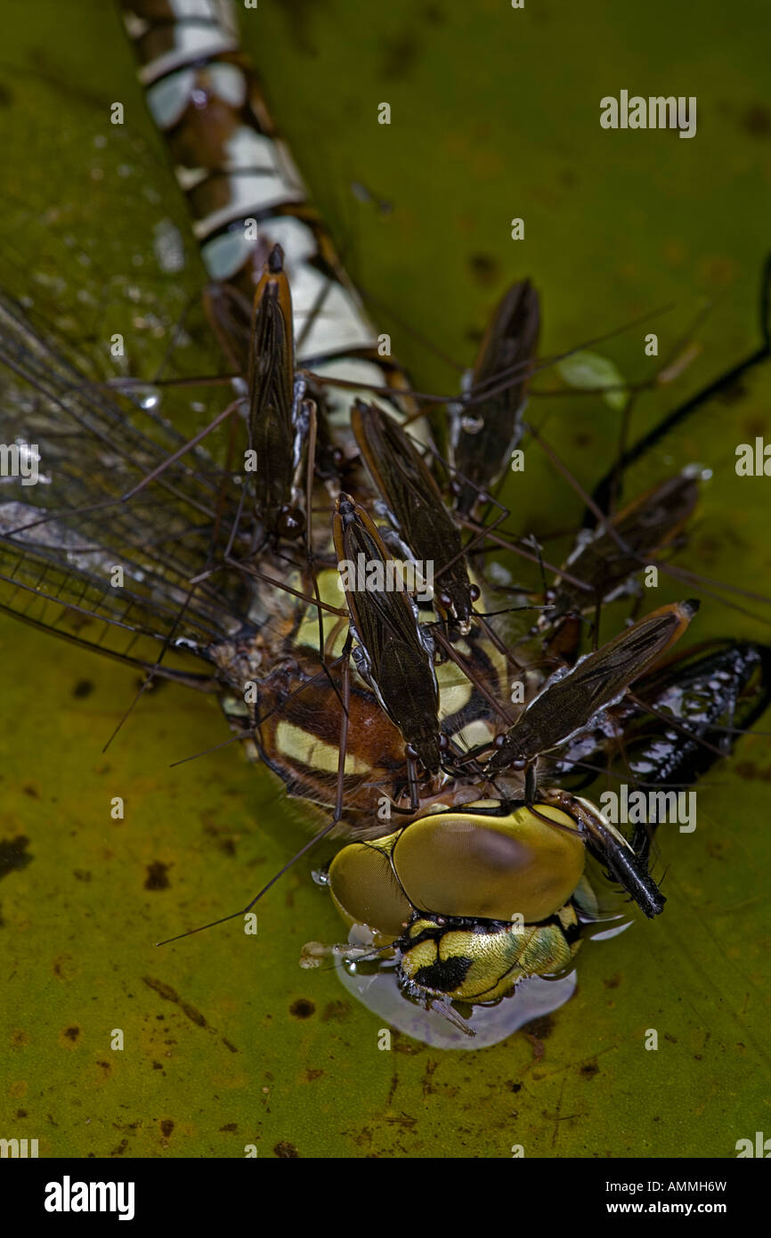 Pond Skaters (Derris lacustris) alimentazione su Southern Hawker Dragonfly (Aeshna cyanea) Inghilterra England Regno Unito Foto Stock