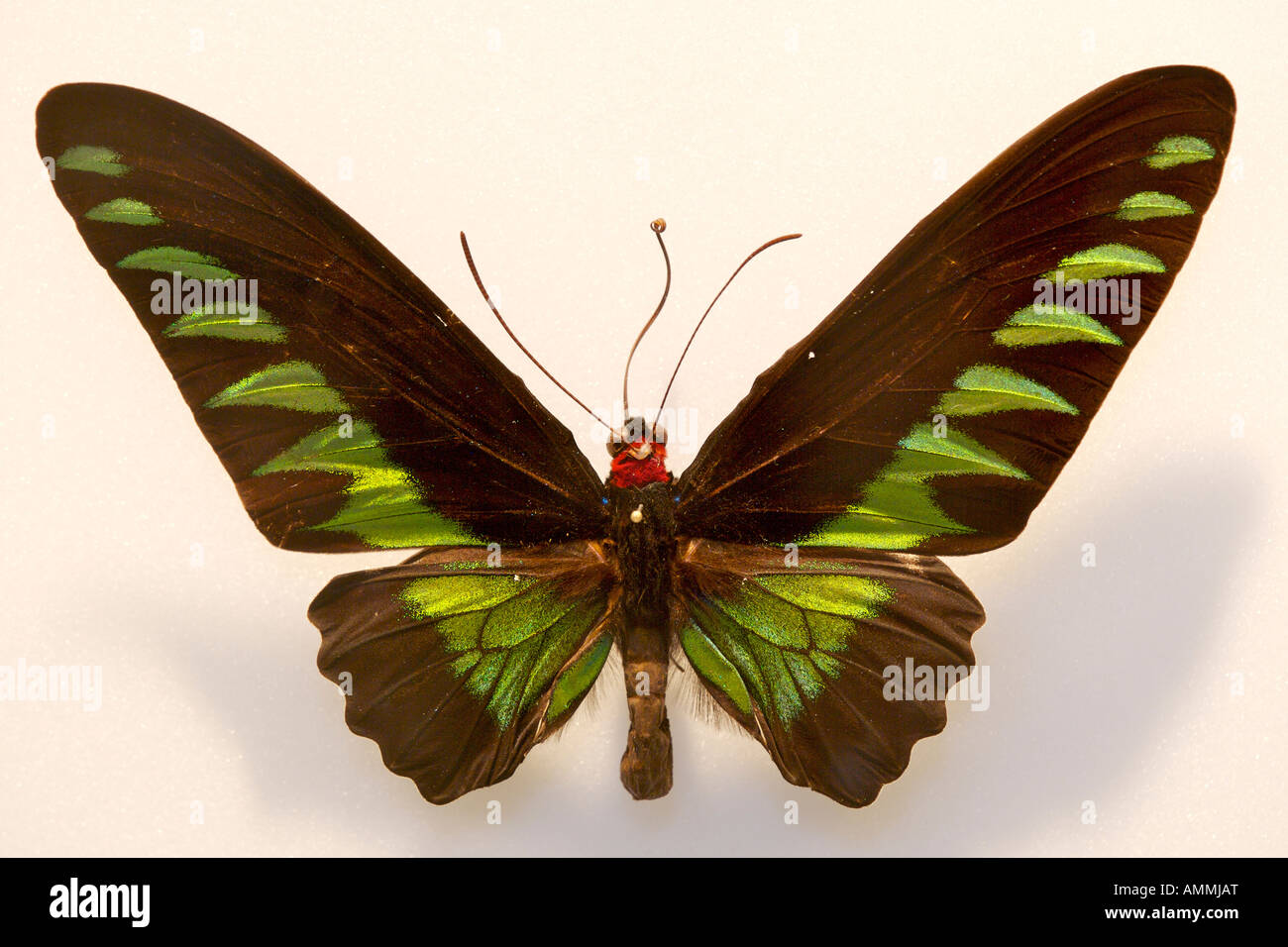 Terranova Insectarium e Butterfly Pavilion vicino a Deer Lake, nel nord della penisola, Terranova Terranova e Labrador, Canada Foto Stock