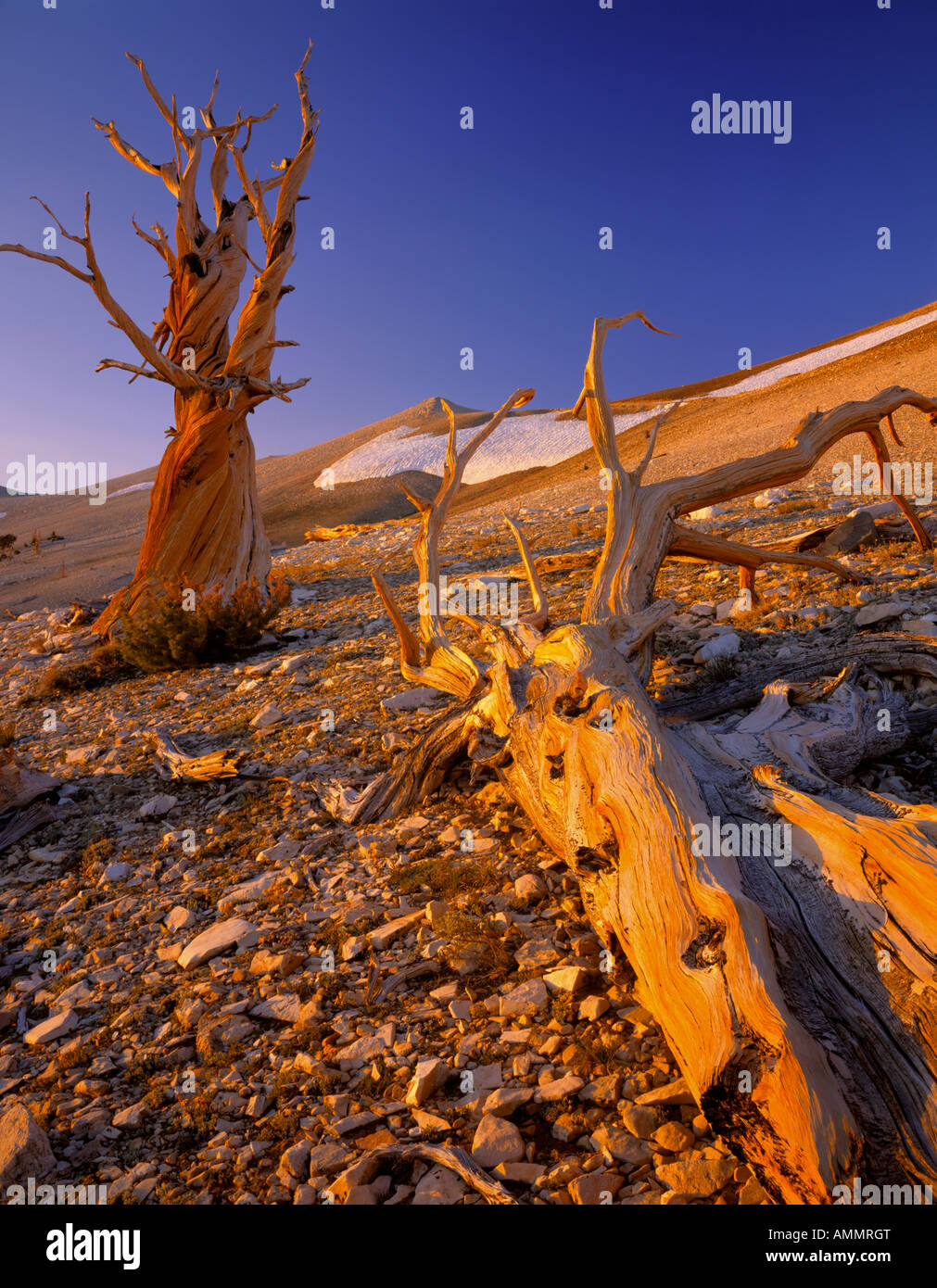 Bristlecone Pine Tree nella Foresta Nazionale di Inyo, California Foto Stock