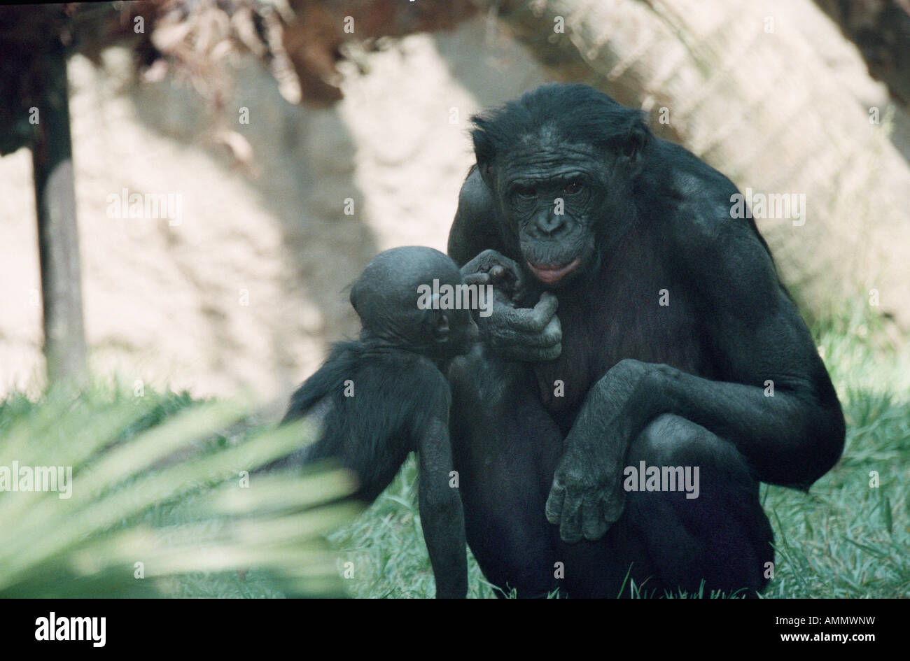 PAN PANISCUS MINACCIATE RF TROPICALE ZAIRE CONGO scimpanzé pigmeo Zaire animali animali bonobo bonobos chimp scimpanzé scimpanzé en Foto Stock