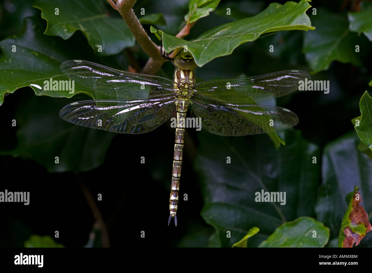 Southern Hawker Aeshna cyanea appena emerso dragonfly adulti dalla ninfa acquatica stage Inghilterra REGNO UNITO Foto Stock