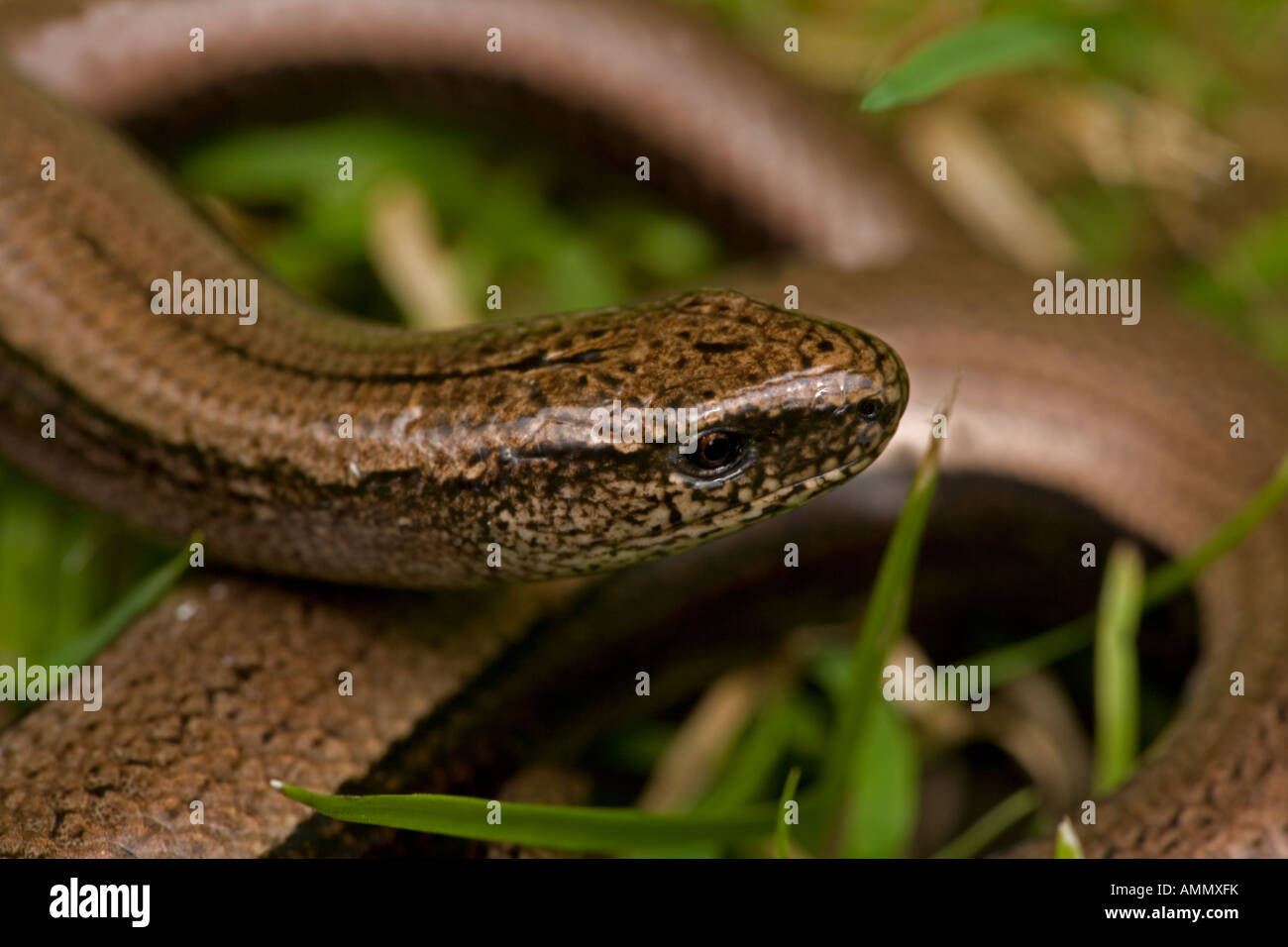 Slow Worm in erba Anguis fragilis Inghilterra UK Legless lizard Foto Stock