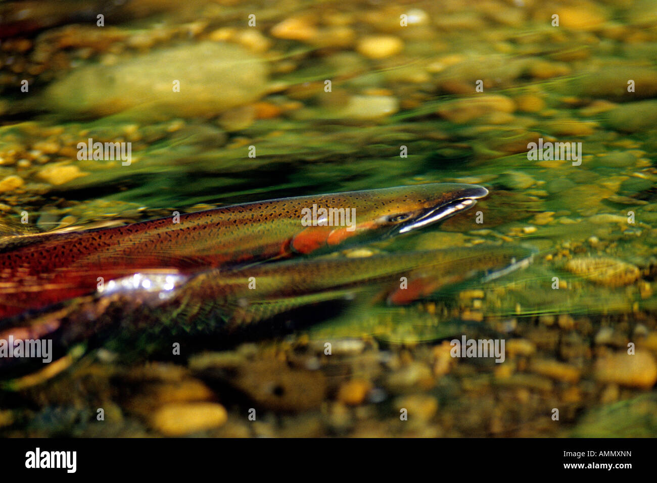Salmone Coho underwater durante la stagione riproduttiva, Issaquah Creek, Washington Foto Stock