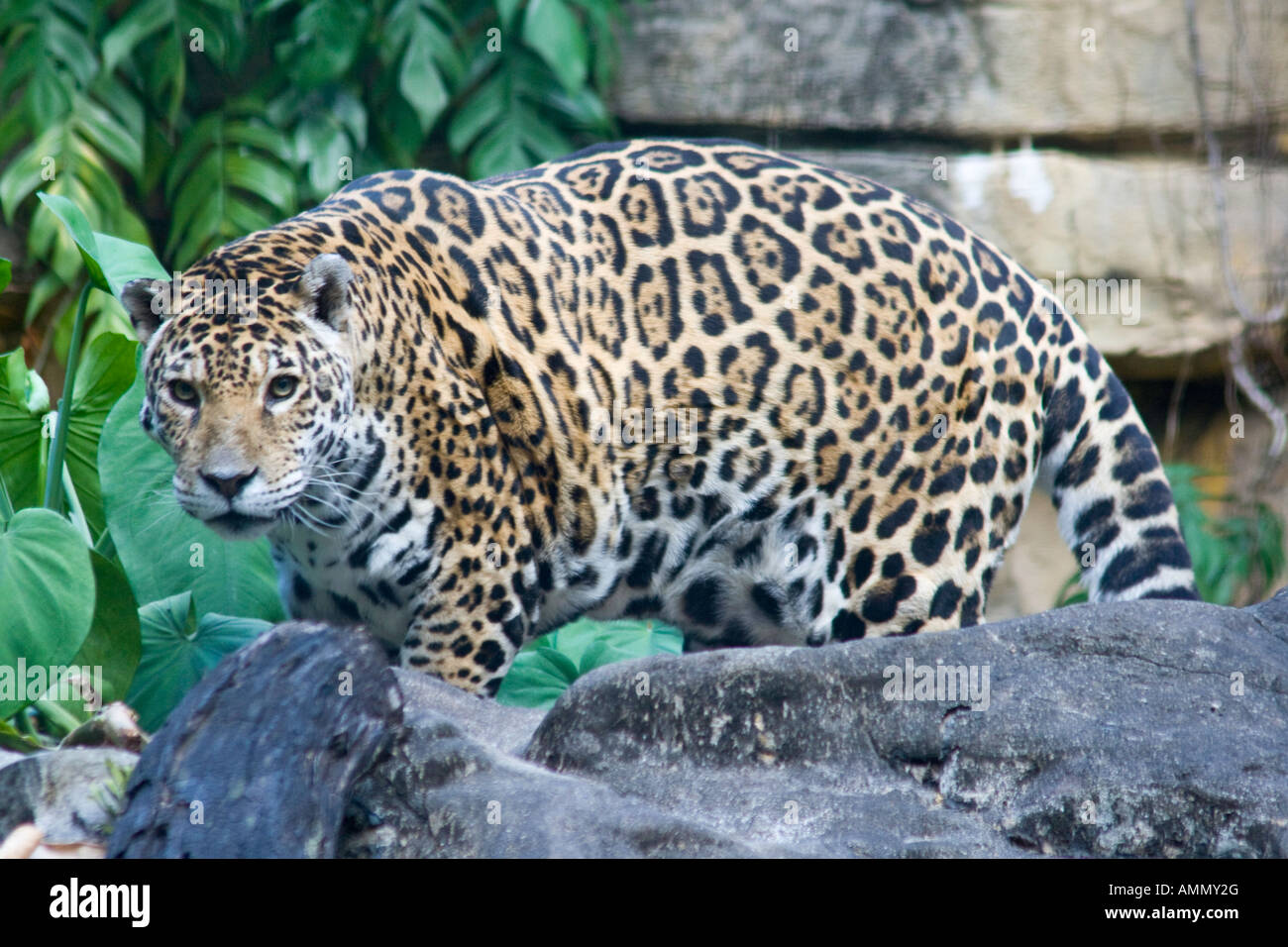 Siu Fa, Jaguar a Hong Kong e botanico Giardino zoologico di Hong Kong Foto Stock Siu Fa, Jaguar a Hong Kong e botanico Giardino zoologico di Hong Kong Foto Stock