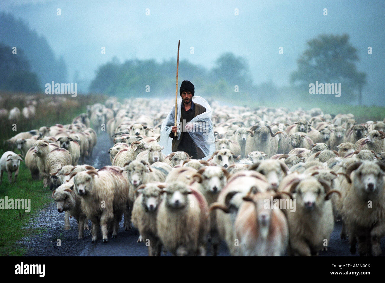Pastore che conduce le sue pecore sotto la pioggia, Bradet, Romania Foto Stock