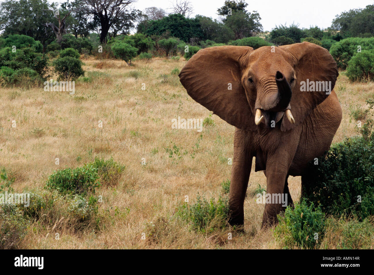 Gli elefanti africani Loxodonta africana Africa Afrika Elefanten Elefantenkaelber Elefantenkalb Elephantidae Jungtiere Mammalia Natu Foto Stock