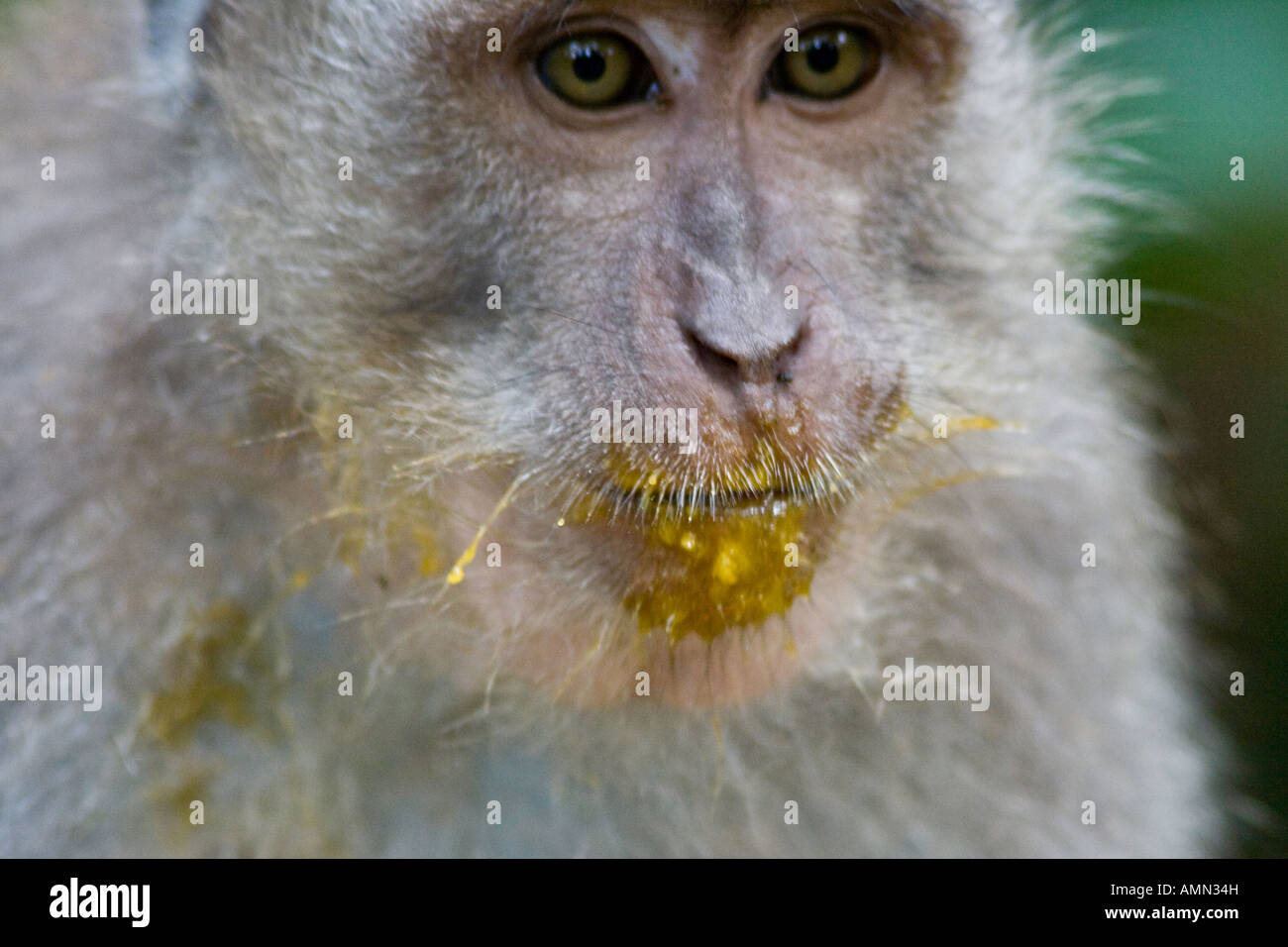 Mango sul volto di lunga coda di macachi Macaca fascicularis Monkey Forest Ubud Bali Indonesia Foto Stock