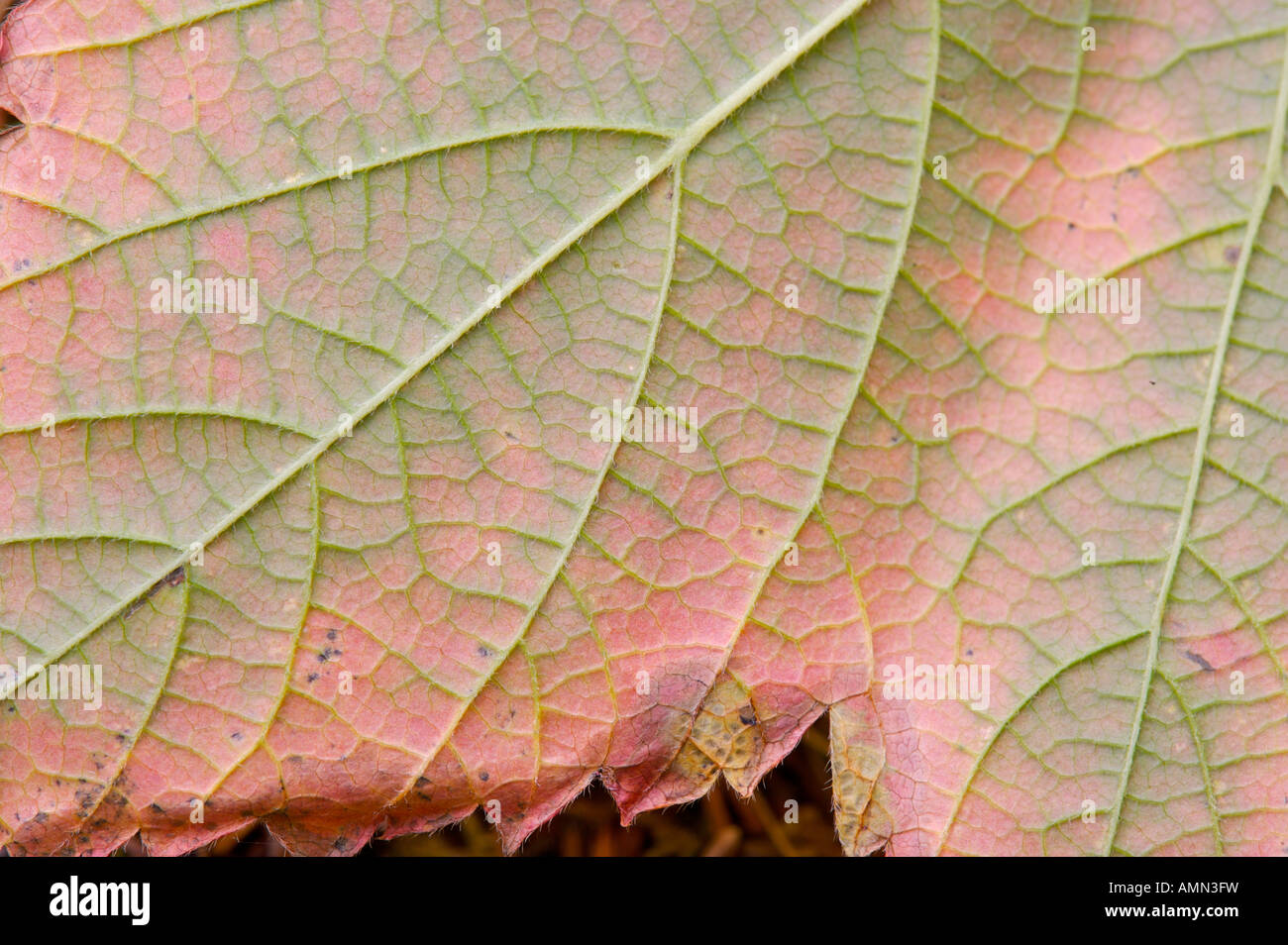 Red maple leaf, Acer rubrum, in una fase di transizione per i colori dell'autunno, Forillion National Park, Zona Nord, Gaspesie, Quebec, Canada. Foto Stock