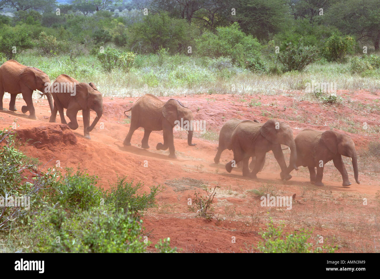 Adottato il Baby elefanti africani al David Sheldrick Wildlife Trust in Tsavo National Park in Kenya Foto Stock