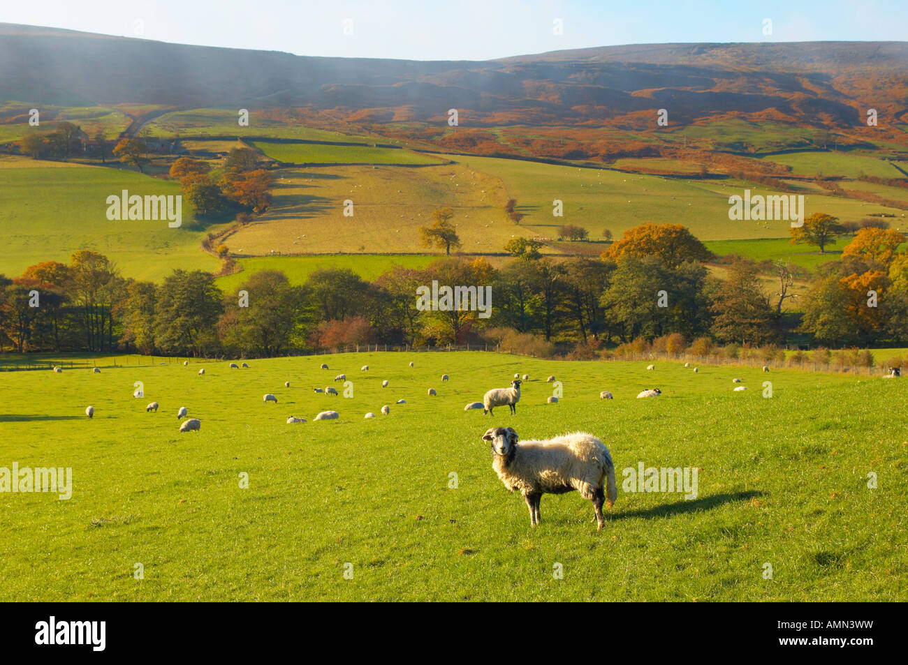 Farndale guardando attraverso dale con mori pecore in primo piano. North Yorkshire Moors National Park in Inghilterra Foto Stock
