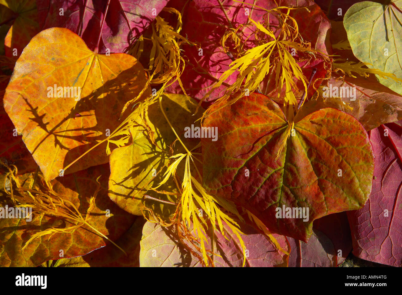 Foglie di autunno caduti. Foto Stock