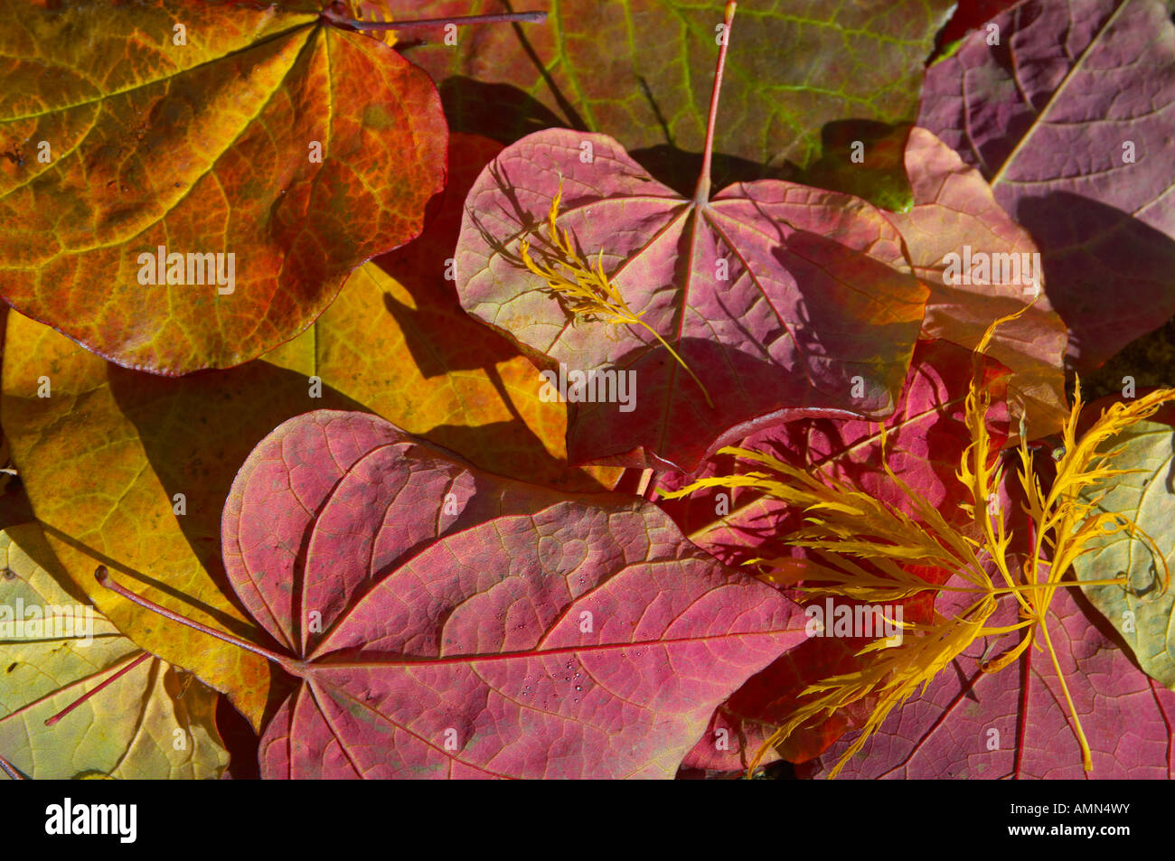Foglie di autunno caduti. Foto Stock