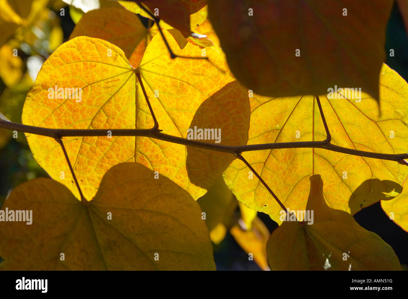 Foglie di autunno su un albero con la luce proveniente attraverso di esse Foto Stock